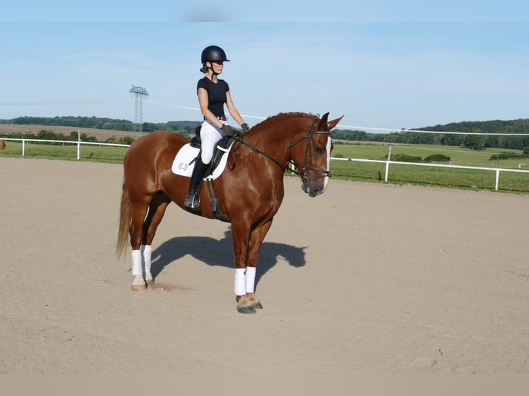 Heavy Warmblood Mare 5 years 15.3 hh Chestnut-Red in Ganschow