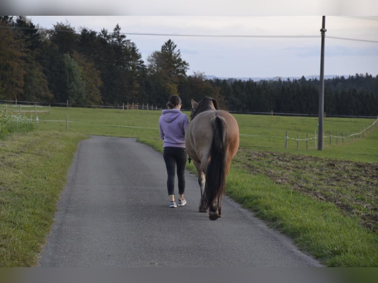 Heavy Warmblood Mix Mare 5 years 15 hh Dun in Kaisersbach