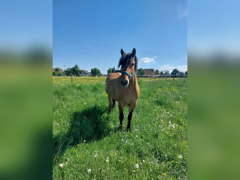 Heavy Warmblood Mix Mare 5 years 15 hh Dun in Kaisersbach