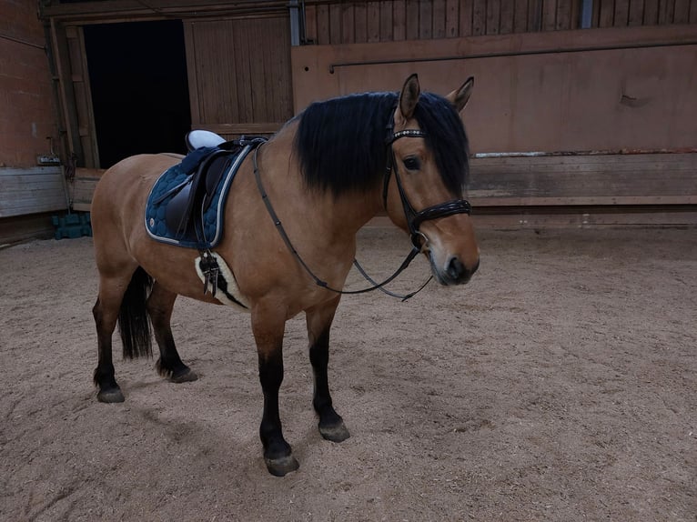 Heavy Warmblood Mix Mare 5 years 15 hh Dun in Kaisersbach