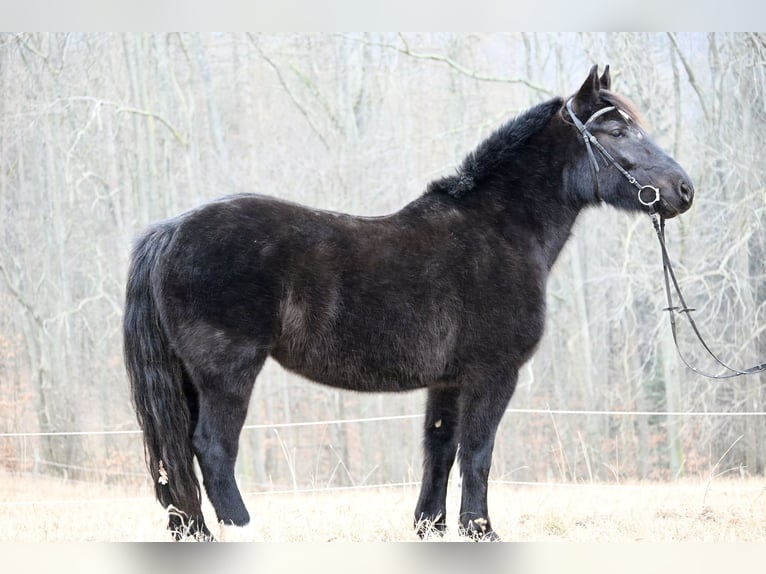 Heavy Warmblood Mare 5 years 15,2 hh Black in Liebstadt