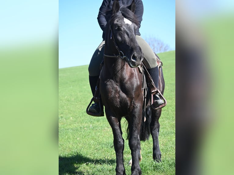 Heavy Warmblood Mare 5 years 15,2 hh Black in Liebstadt