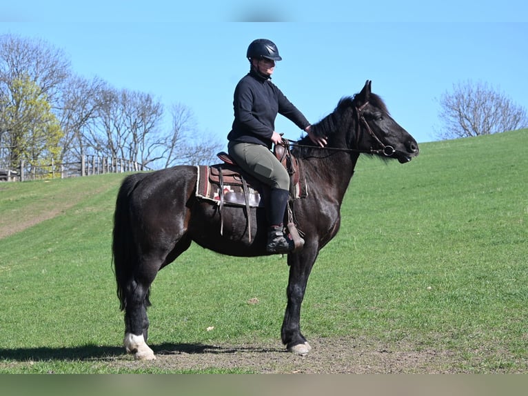 Heavy Warmblood Mare 5 years 15,2 hh Black in Liebstadt