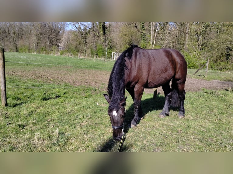 Heavy Warmblood Mare 5 years 16.2 hh Bay-Dark in Haan