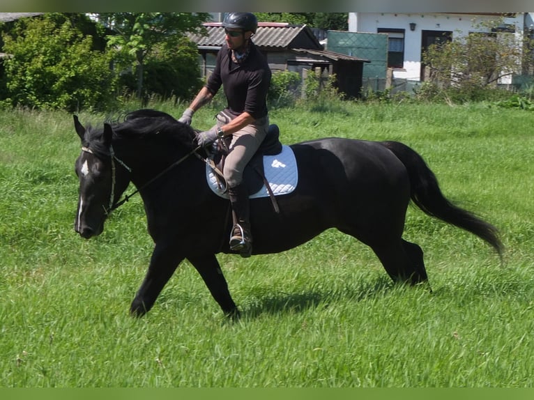 Heavy Warmblood Mix Mare 5 years 16 hh Black in Buttst&#xE4;dt