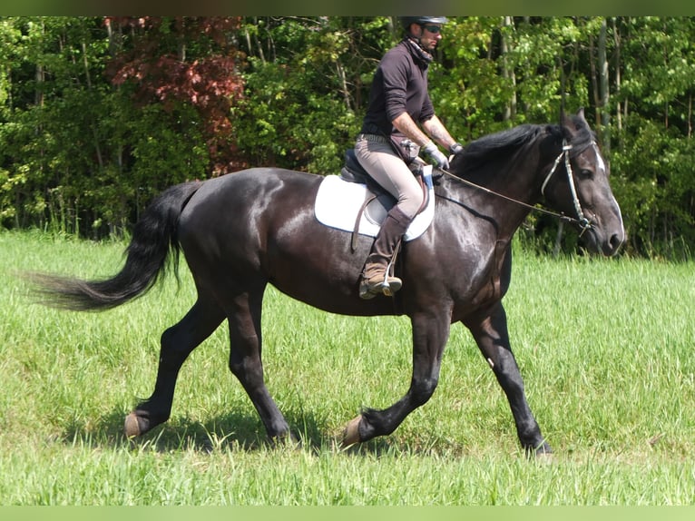 Heavy Warmblood Mix Mare 5 years 16 hh Black in Buttst&#xE4;dt