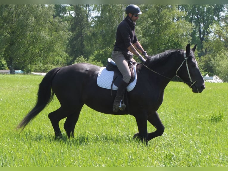Heavy Warmblood Mix Mare 5 years 16 hh Black in Buttst&#xE4;dt