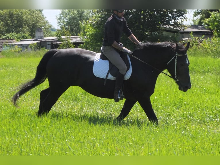 Heavy Warmblood Mix Mare 5 years 16 hh Black in Buttst&#xE4;dt