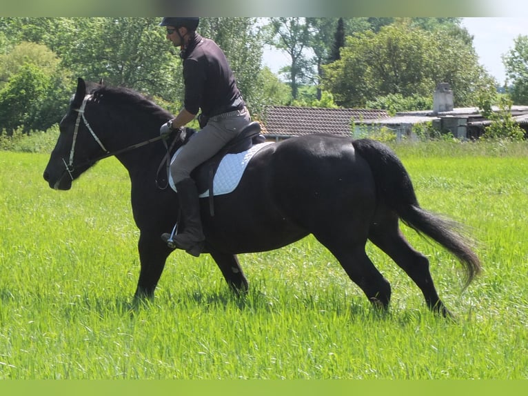 Heavy Warmblood Mix Mare 5 years 16 hh Black in Buttst&#xE4;dt