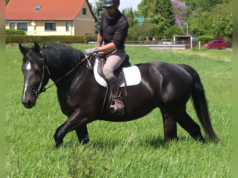 Heavy Warmblood Mix Mare 5 years 16 hh Black in Buttst&#xE4;dt