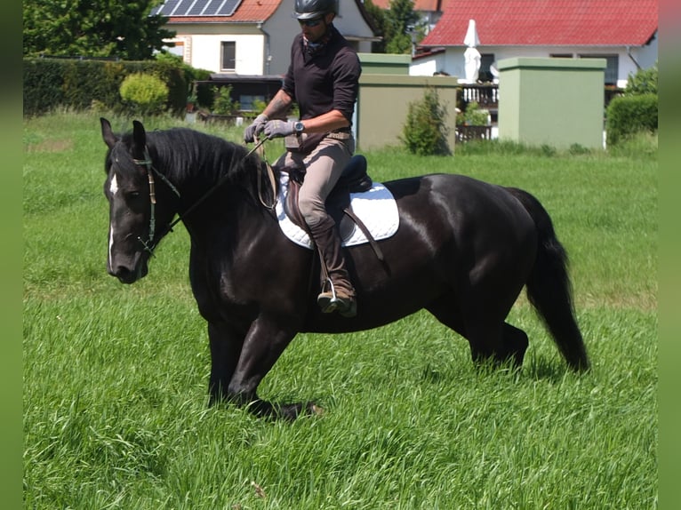 Heavy Warmblood Mix Mare 5 years 16 hh Black in Buttst&#xE4;dt