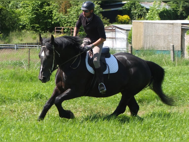 Heavy Warmblood Mix Mare 5 years 16 hh Black in Buttst&#xE4;dt