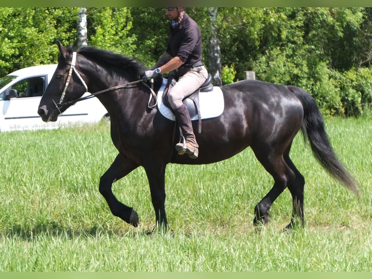 Heavy Warmblood Mix Mare 5 years 16 hh Black in Buttst&#xE4;dt