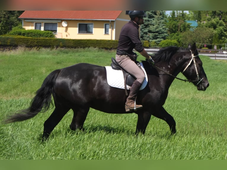 Heavy Warmblood Mix Mare 5 years 16 hh Black in Buttst&#xE4;dt