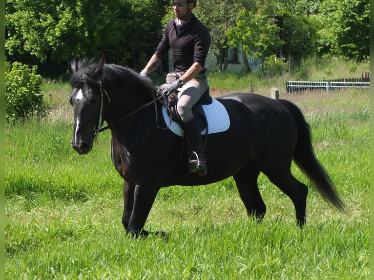 Heavy Warmblood Mix Mare 5 years 16 hh Black in Buttst&#xE4;dt