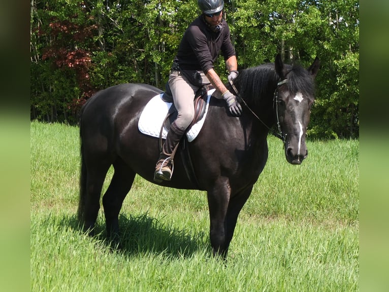Heavy Warmblood Mix Mare 5 years 16 hh Black in Buttst&#xE4;dt