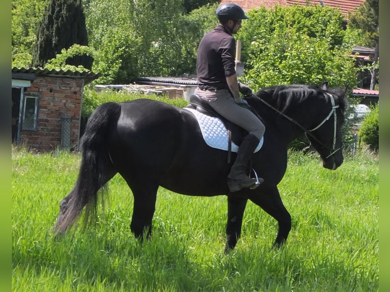Heavy Warmblood Mix Mare 5 years 16 hh Black in Buttst&#xE4;dt
