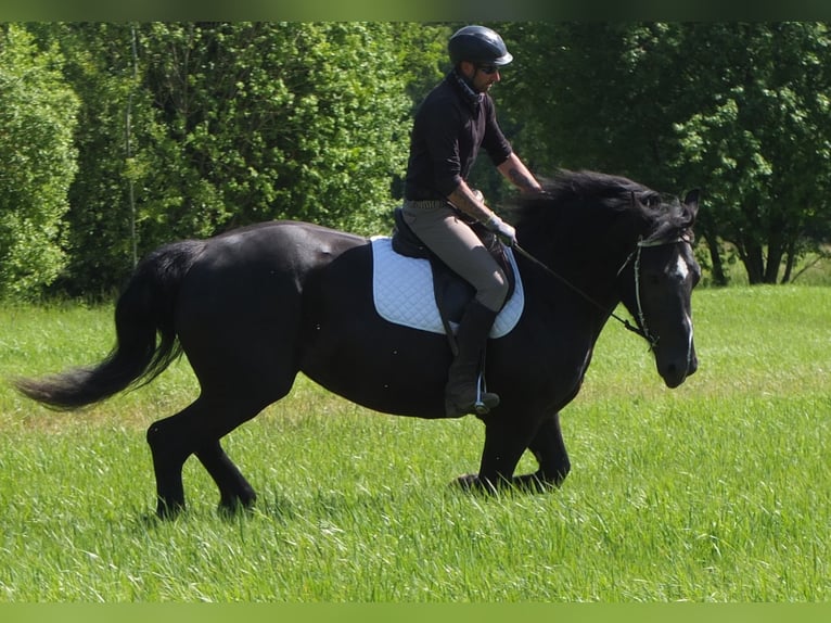 Heavy Warmblood Mix Mare 5 years 16 hh Black in Buttst&#xE4;dt