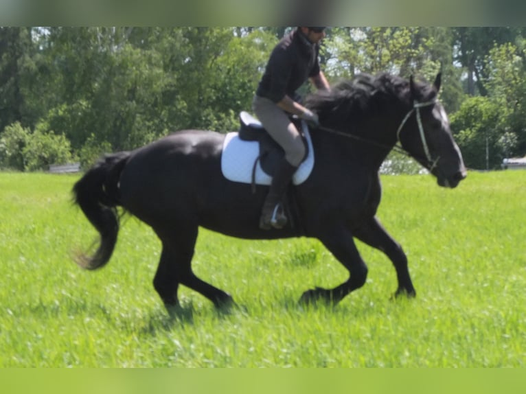 Heavy Warmblood Mix Mare 5 years 16 hh Black in Buttst&#xE4;dt