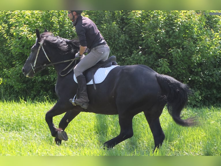Heavy Warmblood Mix Mare 5 years 16 hh Black in Buttst&#xE4;dt
