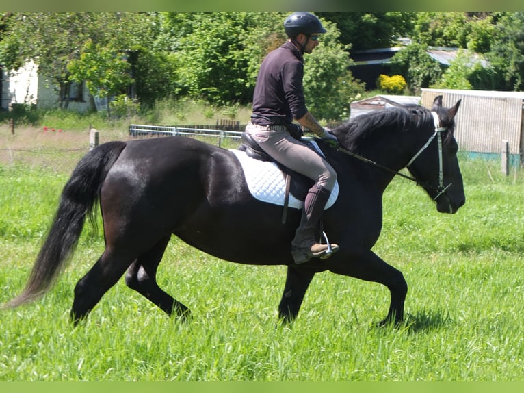 Heavy Warmblood Mix Mare 5 years 16 hh Black in Buttst&#xE4;dt