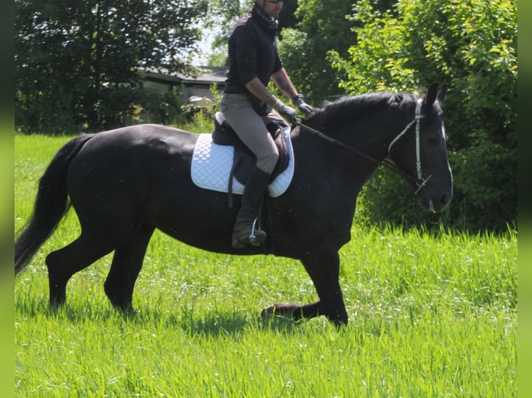 Heavy Warmblood Mix Mare 5 years 16 hh Black in Buttst&#xE4;dt