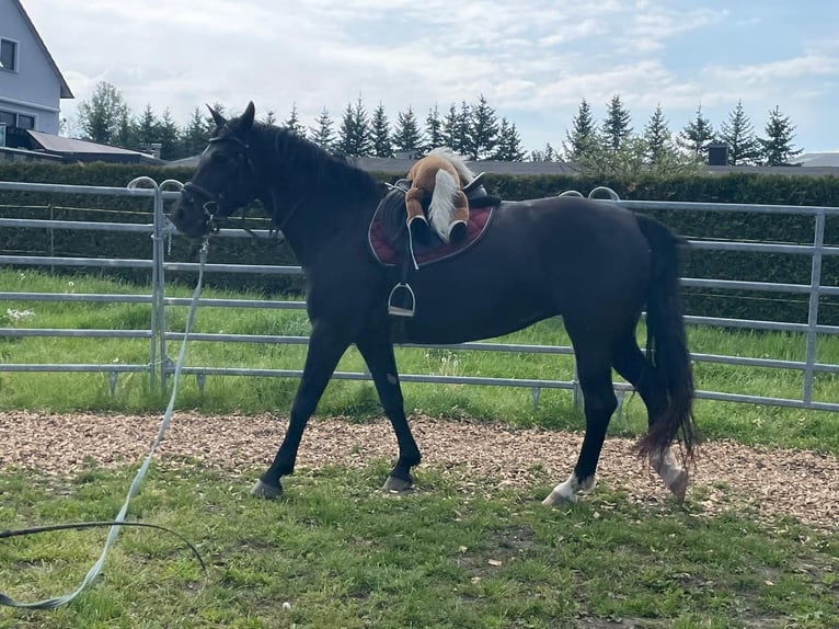 Heavy Warmblood Mare 5 years 16 hh Black in Chemnitz, Sachsen