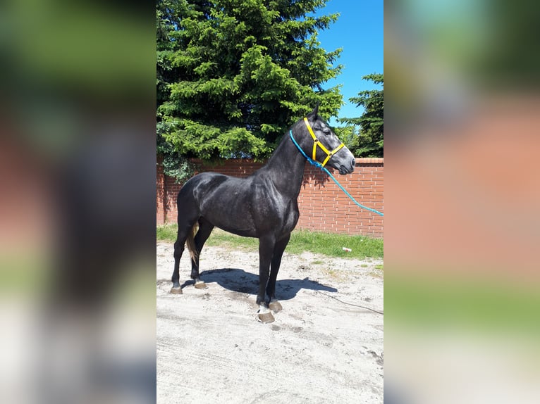 Heavy Warmblood Mare 5 years 16 hh Grey-Blue-Tan in Görzke Heavy Warmblood Mare 5 years 16 hh Grey-Blue-Tan in Görzke