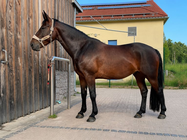 Heavy Warmblood Mare 6 years 15.2 hh Bay-Dark in Klipphausen