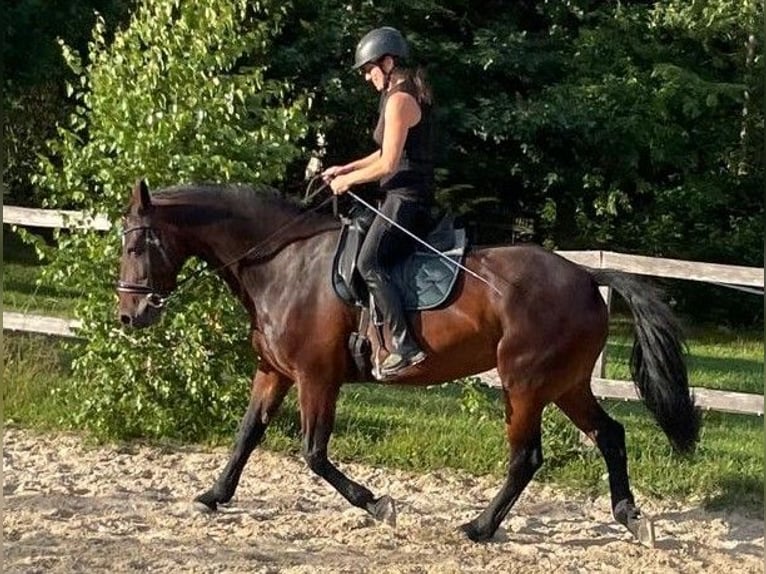 Heavy Warmblood Mare 6 years 15.2 hh Bay-Dark in Klipphausen