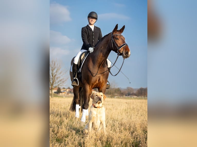 Heavy Warmblood Mare 6 years 16.1 hh Bay-Dark in Moritzburg