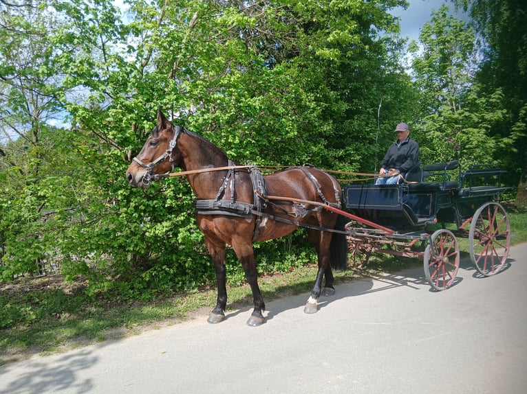 Heavy Warmblood Mare 6 years 16.1 hh Brown in Altenbeken