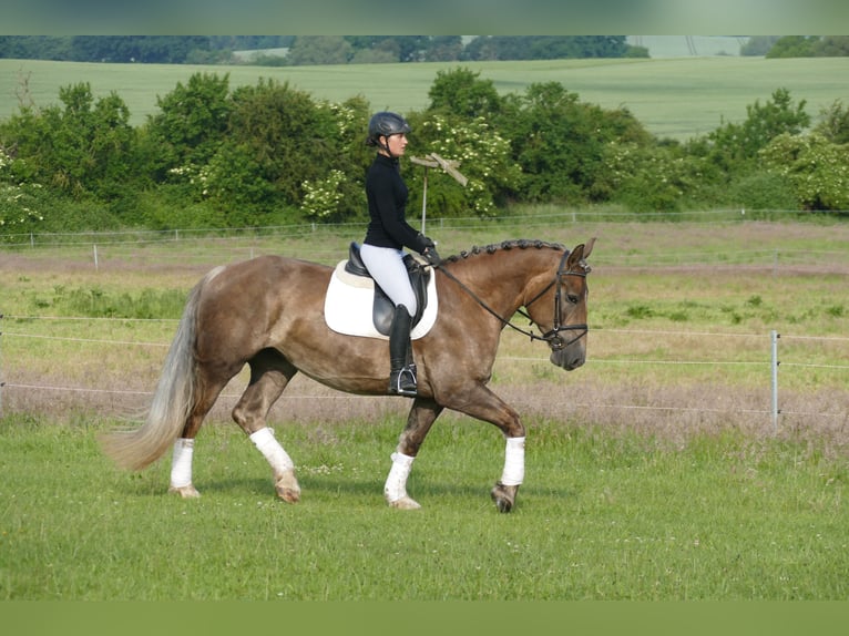 Heavy Warmblood Mare 6 years 16 hh Chestnut in Ganschow