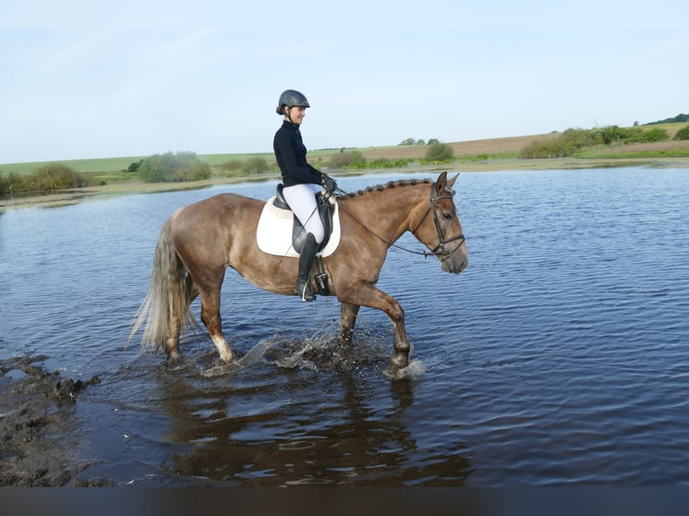 Heavy Warmblood Mare 6 years 16 hh Chestnut in Ganschow