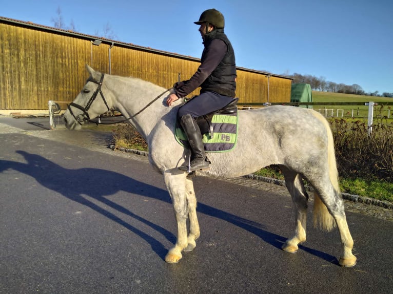 Heavy Warmblood Mare 6 years 16 hh Grey in Kamenz