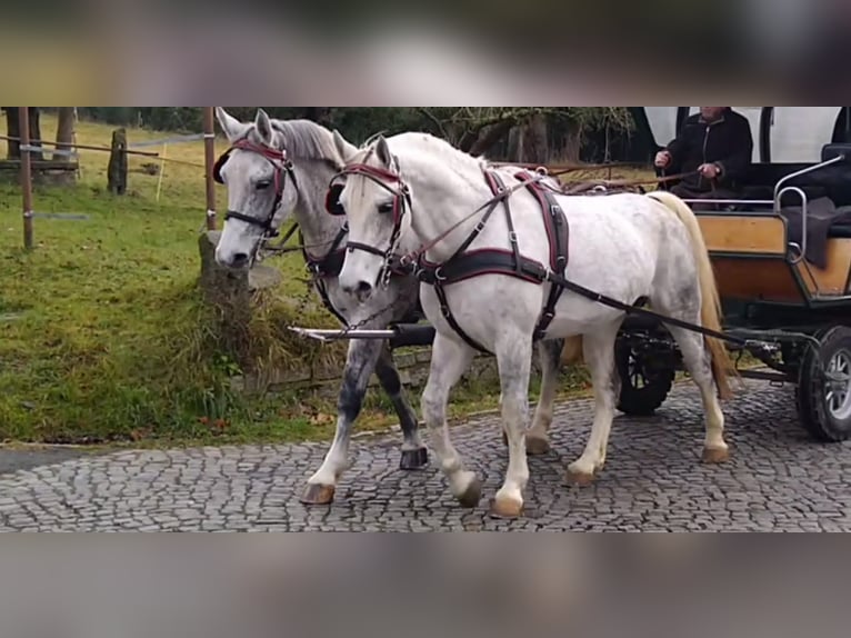 Heavy Warmblood Mare 6 years 16 hh Grey in Kamenz