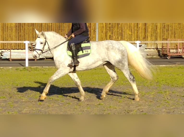 Heavy Warmblood Mare 6 years 16 hh Grey in Kamenz