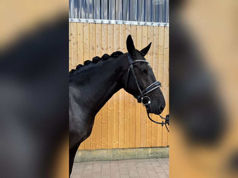 Heavy Warmblood Mare 6 years 16 hh Smoky-Black in Schildow