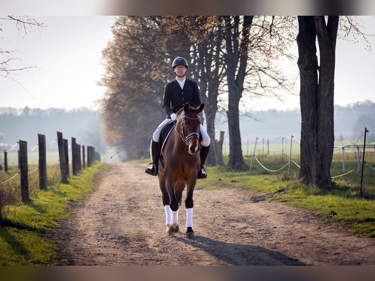 Heavy Warmblood Mare 6 years 16,1 hh Bay-Dark in Moritzburg