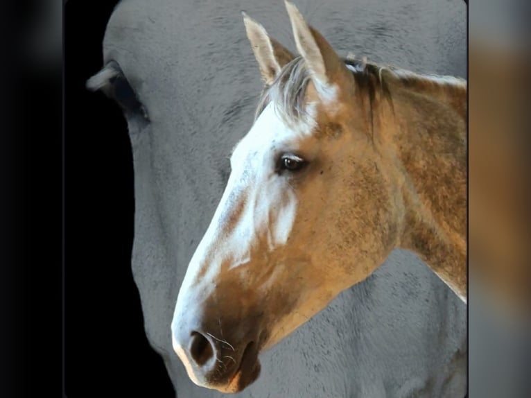 Heavy Warmblood Mare 6 years 17 hh Grey in Reichenbach