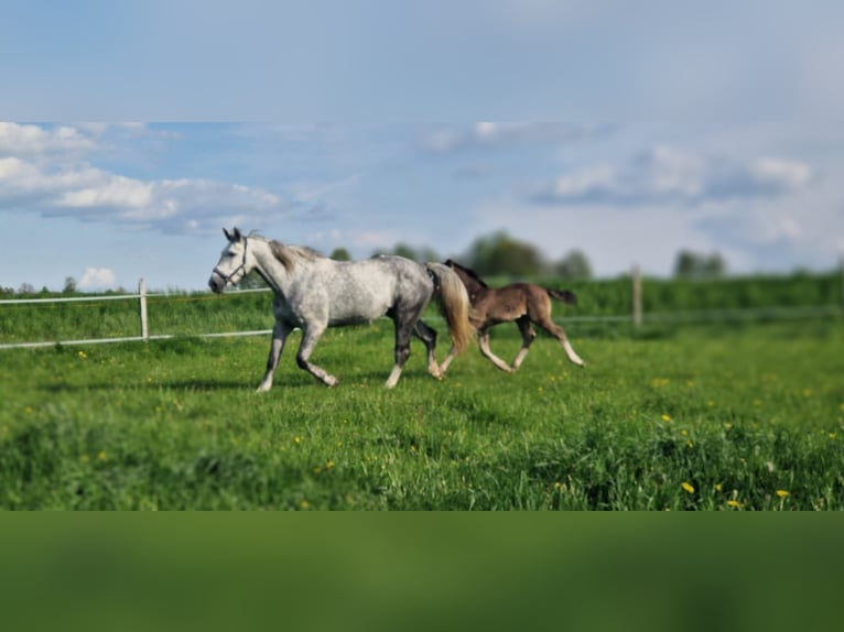 Heavy Warmblood Mare 6 years 17 hh Grey in Reichenbach