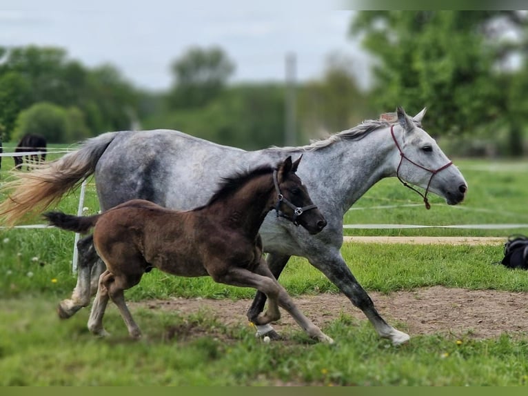 Heavy Warmblood Mare 6 years 17 hh Grey in Reichenbach