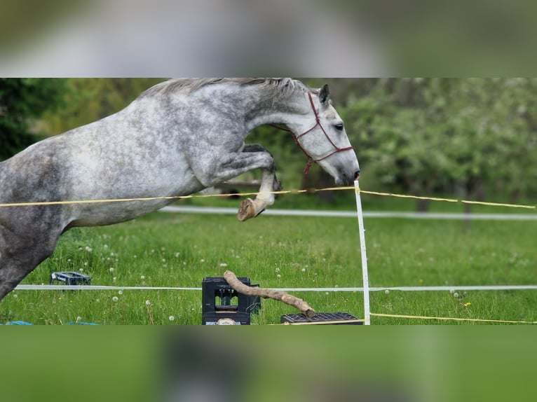 Heavy Warmblood Mare 6 years 17 hh Grey in Reichenbach