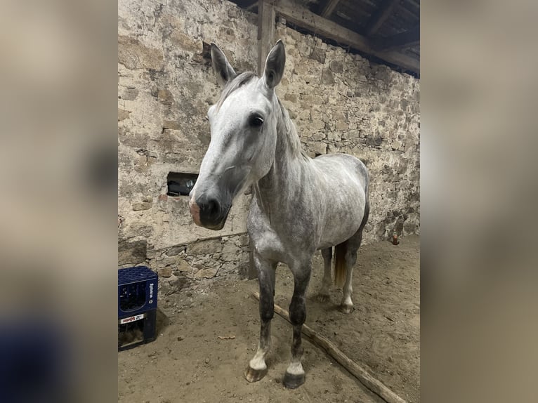 Heavy Warmblood Mare 6 years 17 hh Grey in Reichenbach