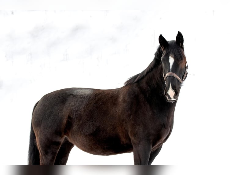 Heavy Warmblood Mare 7 years 15.3 hh Bay-Dark in Griesstätt