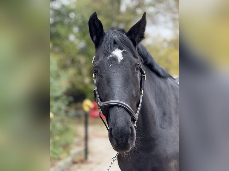 Heavy Warmblood Mare 7 years 15,2 hh Black in Mainbernheim