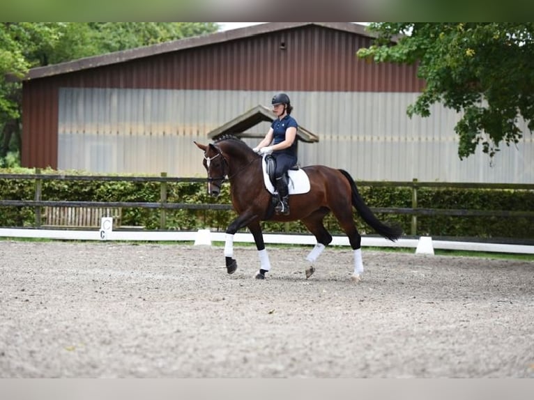 Heavy Warmblood Mare 7 years 16,1 hh Brown in Visbek