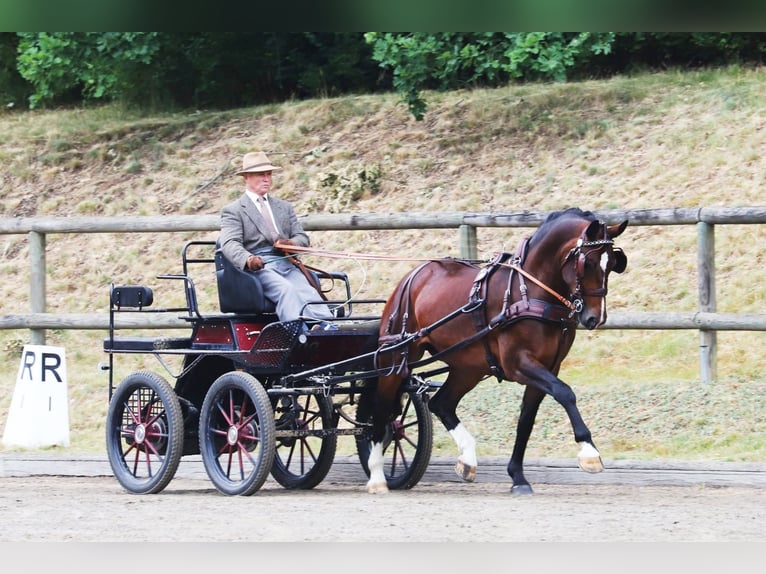 Heavy Warmblood Mare 7 years 16,1 hh Brown in Visbek