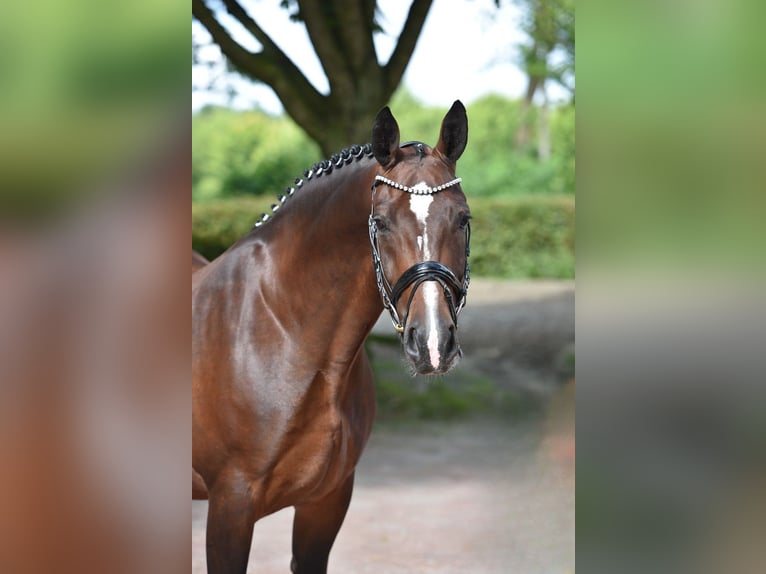 Heavy Warmblood Mare 7 years 16,1 hh Brown in Visbek