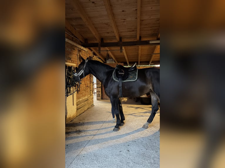 Heavy Warmblood Mare 7 years 16.2 hh Smoky-Black in Leuna